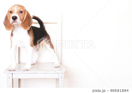椅子に勇ましく立つビーグル犬 椅子に勇ましく立つビーグル犬 96681884