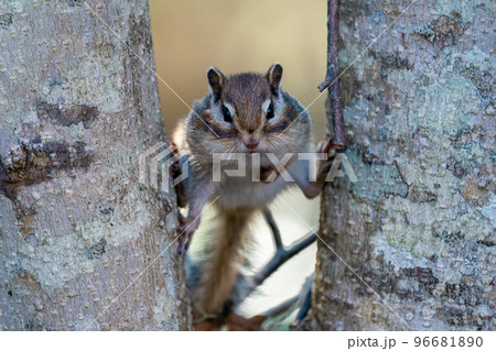 樹木の間から顔を出すエゾシマリス 96681890
