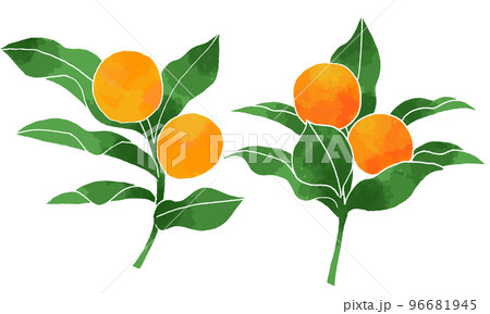 キンカン　二種類のイラスト 96681945