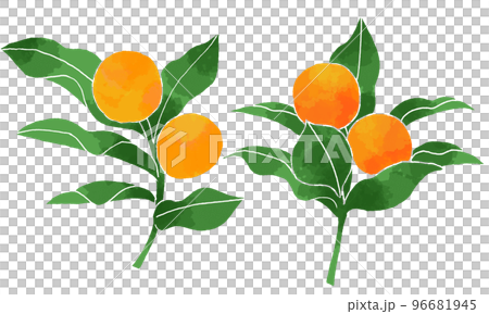 キンカン　二種類のイラスト 96681945