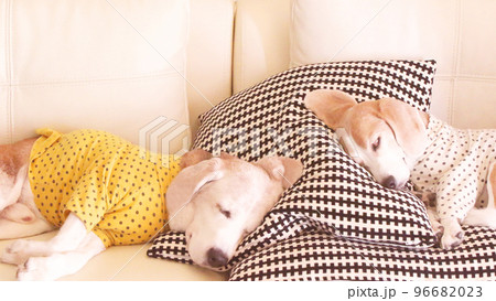 ソファで仲良く眠る2匹のビーグル犬 96682023