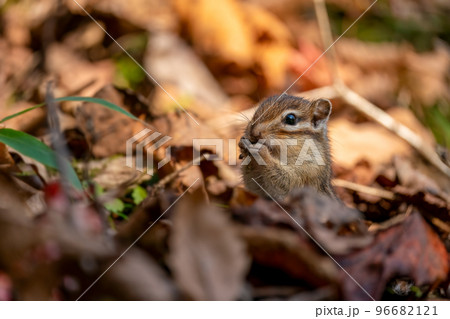 朝日さす晩秋の枯れ葉の中で採食するエゾシマリス 朝日さす晩秋の枯れ葉の中で採食するエゾシマリス 96682121