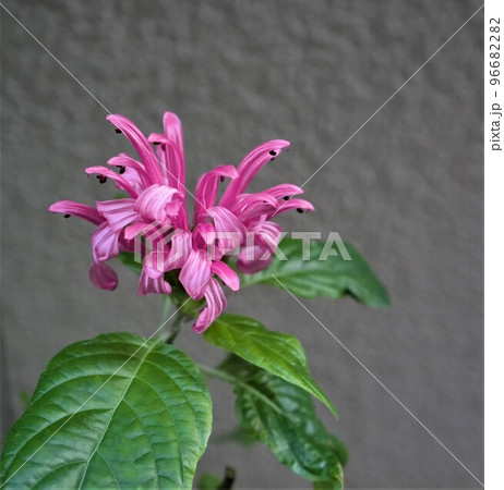 ピンク色のサンゴバナ ピンク色のサンゴバナ 96682282