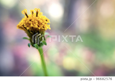 野原に咲く小さな黄色い花々 96682576