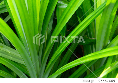 Green pandan leaves in the garden. Green pandan leaves in the garden. 96682689