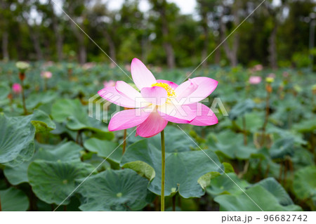 Pink lotus flower blooming in pond with green leaves Pink lotus flower blooming in pond with green leaves 96682742