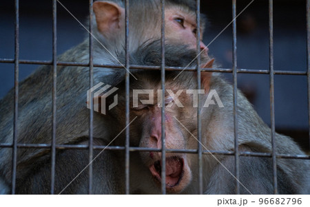 昼間の動物園の檻の中で親子で過ごすボンネットモンキー 昼間の動物園の檻の中で親子で過ごすボンネットモンキー 96682796