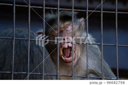昼間の動物園の檻の中で親子で過ごすボンネットモンキー 昼間の動物園の檻の中で親子で過ごすボンネットモンキー 96682798