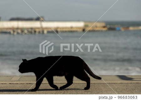 海と黒猫 96683063