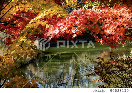 美しい紅葉の公園を散策 滋賀県大津市びわこ文化公園夕照の庭 美しい紅葉の公園を散策 滋賀県大津市びわこ文化公園夕照の庭 96683139