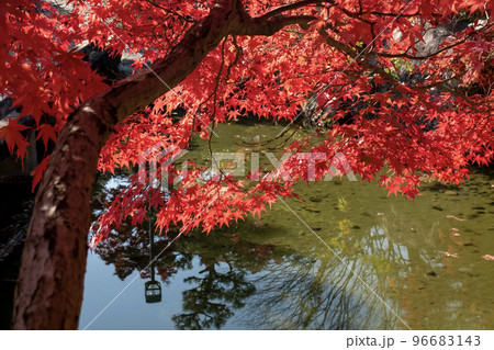 美しい紅葉の公園を散策 滋賀県大津市びわこ文化公園夕照の庭 美しい紅葉の公園を散策 滋賀県大津市びわこ文化公園夕照の庭 96683143