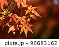 京都 晩秋の美しい紅葉	 96683162