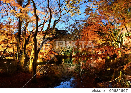 京都府立植物園の紅葉ライトアップ 96683697
