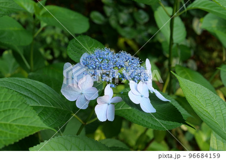 アジサイの花 アジサイの花 96684159