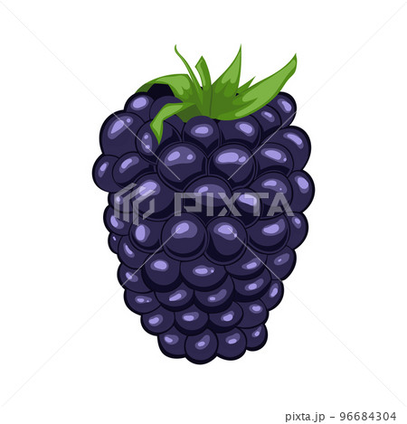 blackberry berry leaf cartoon vector illustration 96684304