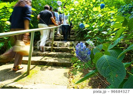 【備中国一宮】吉備津神社のアジサイ園に咲くアジサイの花5　岡山県岡山市北区 96684327