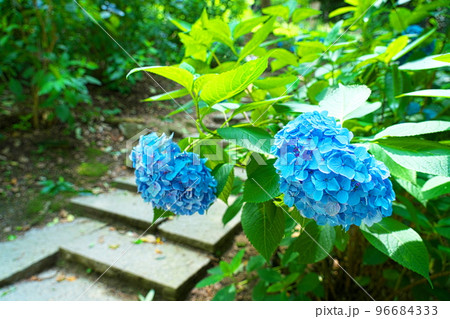 【備中国一宮】吉備津神社のアジサイ園に咲くアジサイの花10　岡山県岡山市北区 96684333