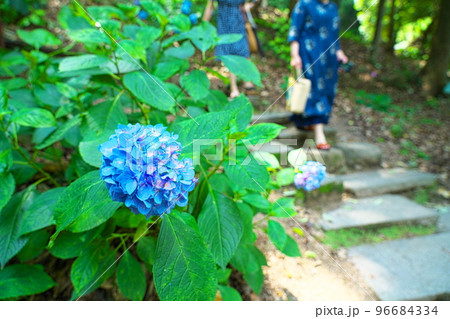 【備中国一宮】吉備津神社のアジサイ園に咲く青いアジサイの花4　岡山県岡山市北区 96684334