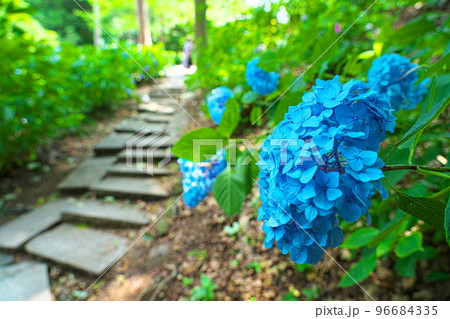 【備中国一宮】吉備津神社のアジサイ園に咲く青いアジサイの花5 岡山県岡山市北区 【備中国一宮】吉備津神社のアジサイ園に咲く青いアジサイの花5 岡山県岡山市北区 96684335