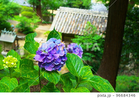 【備中国一宮】吉備津神社の境内に咲くアジサイの花5　岡山県岡山市北区 96684346