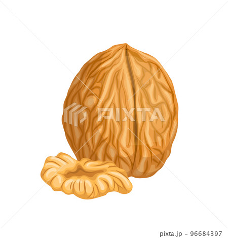 walnut nut cartoon vector illustration walnut nut cartoon vector illustration 96684397