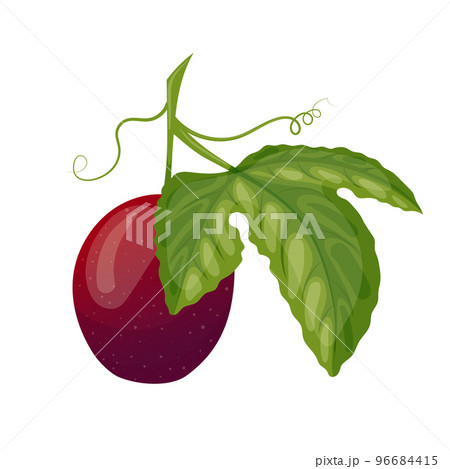 passion fruit leaf cartoon vector illustration 96684415