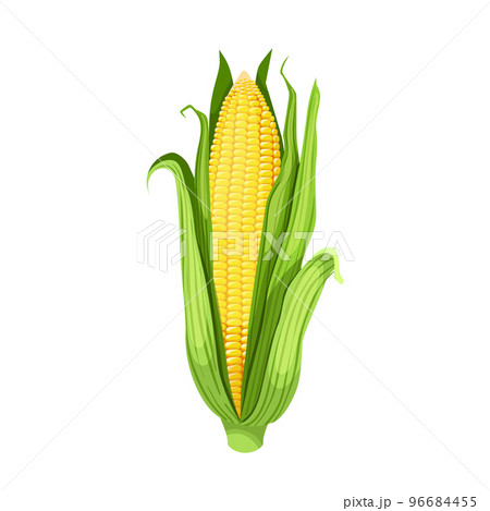 corn maize cartoon vector illustration - Stock Illustration [96684455] -  PIXTA