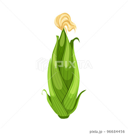 corn ear green cartoon vector illustration 96684456