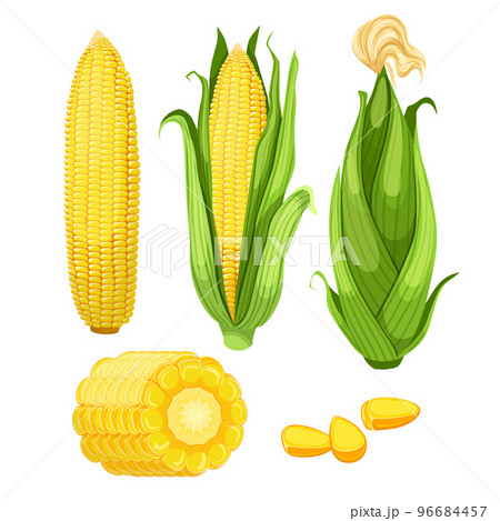 corn maize set cartoon vector illustration 96684457