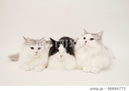 多頭飼い　ネコちゃん達 96684773