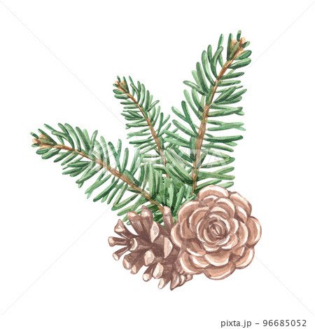 Watercolor winter fir branch the cone 96685052