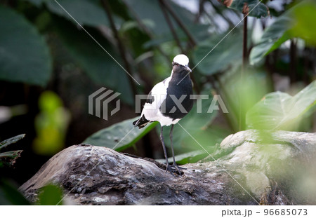 神戸どうぶつ王国のシロクロゲリ 神戸どうぶつ王国のシロクロゲリ 96685073