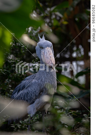 神戸どうぶつ王国のハシビロコウ 96685082