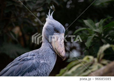 神戸どうぶつ王国のハシビロコウ 神戸どうぶつ王国のハシビロコウ 96685085