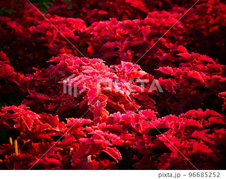 赤いコリウス 96685252