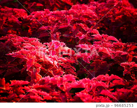 赤いコリウス 96685253