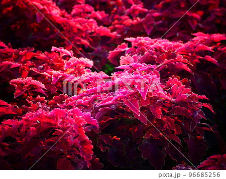 赤いコリウス 96685256