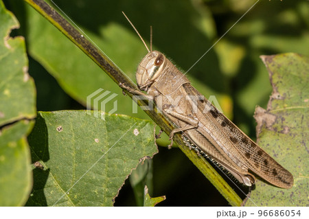 ツチイナゴ ツチイナゴ 96686054