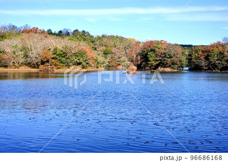 伊豆の瞳の冬紅葉の世界 伊豆の瞳の冬紅葉の世界 96686168