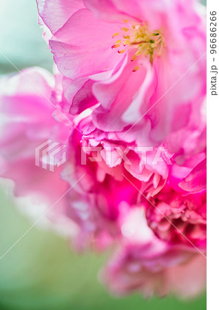 咲き始めの八重桜の淡い色 96686266