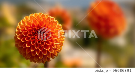 Orange ball flower with blurred background. 96686391