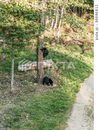Black Bear mother and baby cub climbing in a tree top summer time, Acadieville New Brunswick Canada Black Bear mother and baby cub climbing in a tree top summer time, Acadieville New Brunswick Canada 96686815