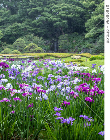 日本庭園に咲く美しい花菖蒲 96686930