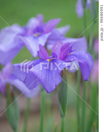 日本庭園に咲く美しい花菖蒲 96686991