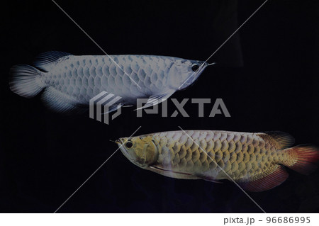 幸せを呼ぶと言われる美しく輝く華麗な魚・シルバーとゴールドの古代魚・アロワナ 96686995