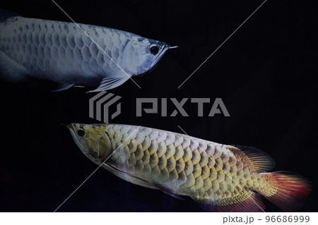 幸せを呼ぶと言われる美しく輝く華麗な魚・シルバーとゴールドの古代魚・アロワナ 幸せを呼ぶと言われる美しく輝く華麗な魚・シルバーとゴールドの古代魚・アロワナ 96686999