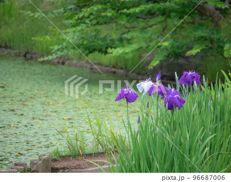日本庭園に咲く美しい花菖蒲 日本庭園に咲く美しい花菖蒲 96687006