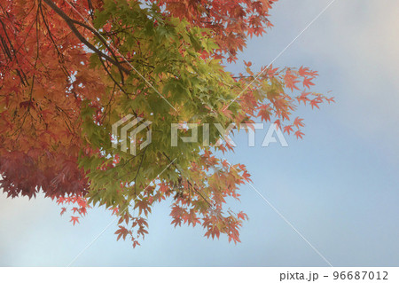 青空ともみじの木 96687012