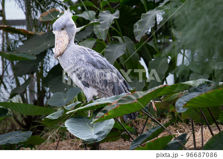 神戸どうぶつ王国のハシビロコウ 96687086