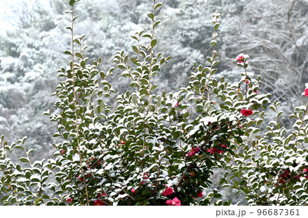 雪景色足助香嵐渓の樹木に降る雪 雪景色足助香嵐渓の樹木に降る雪 96687361